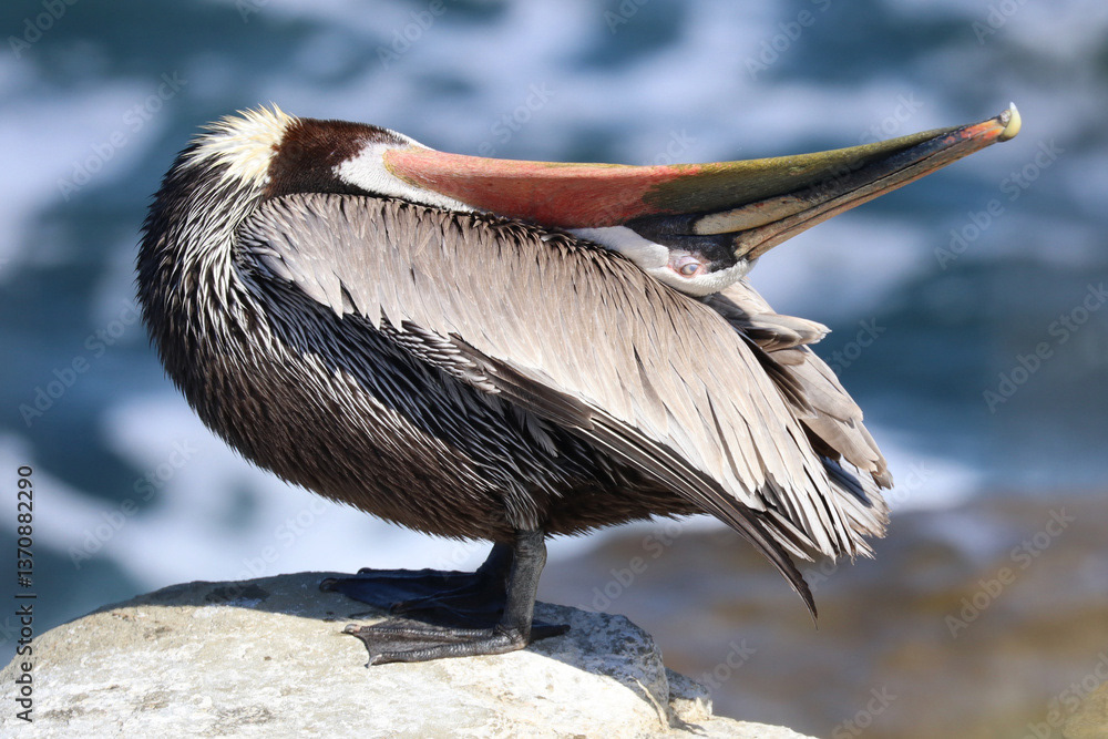 Pelican, Preening