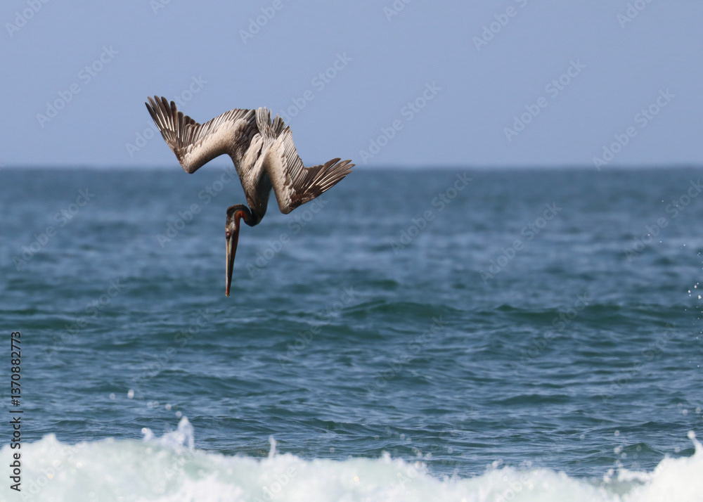 Pelican, Diving for Fish