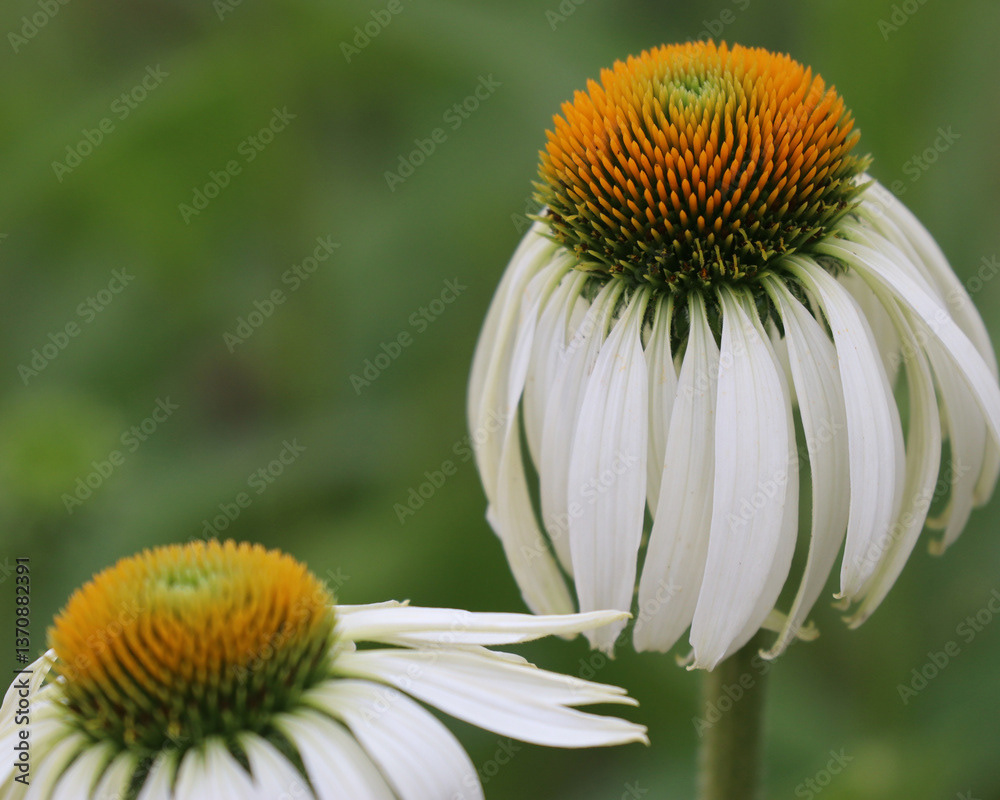 Echinacea
