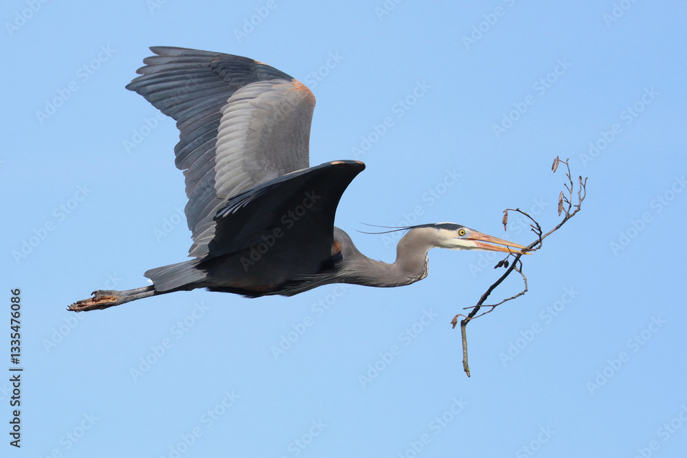 Great Blue Heron, Flying with Stick