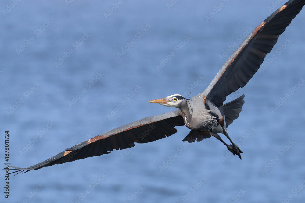 Great Blue Heron, Flying
