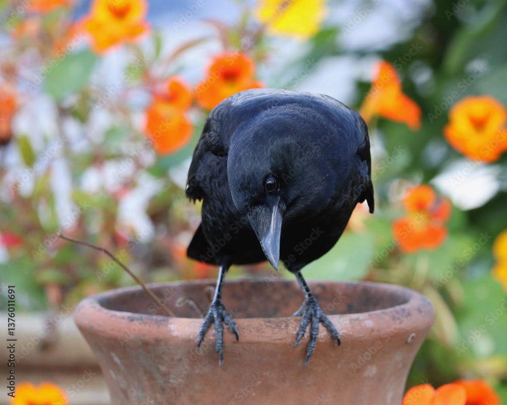 Crow on a Flower Pot, with Nasturtiums