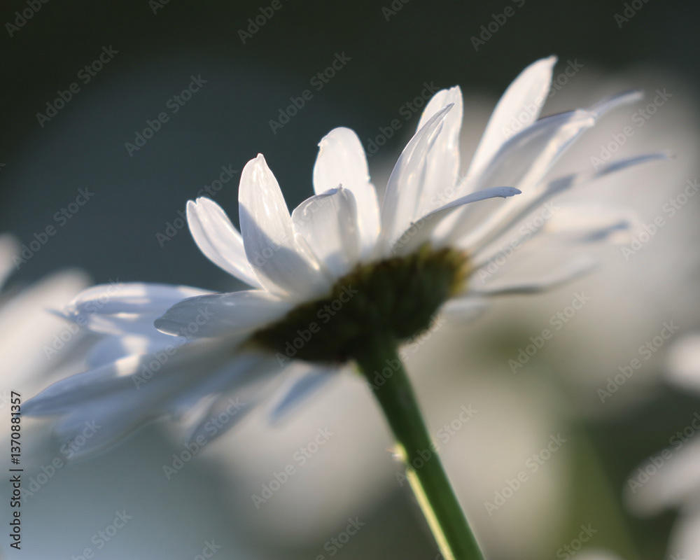 Daisy