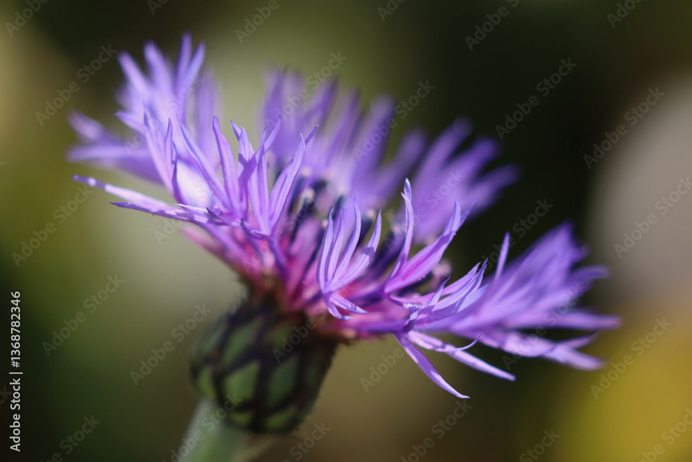 Cornflower