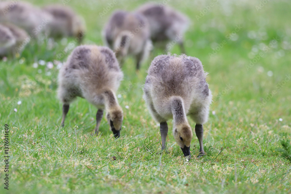Goslings on Grass