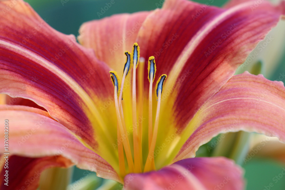 Day LIly, closeup