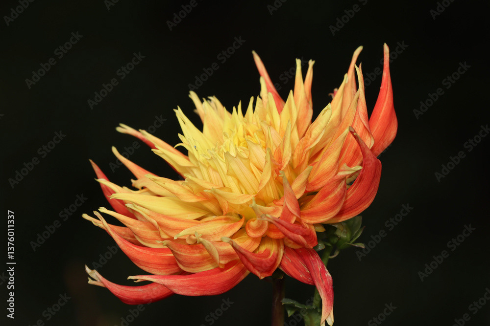 Dahlia