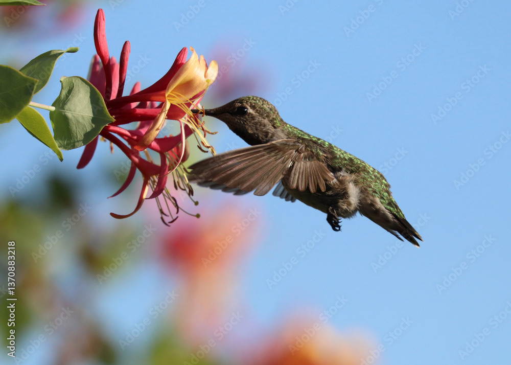 Hummingbird with Honeysuckle