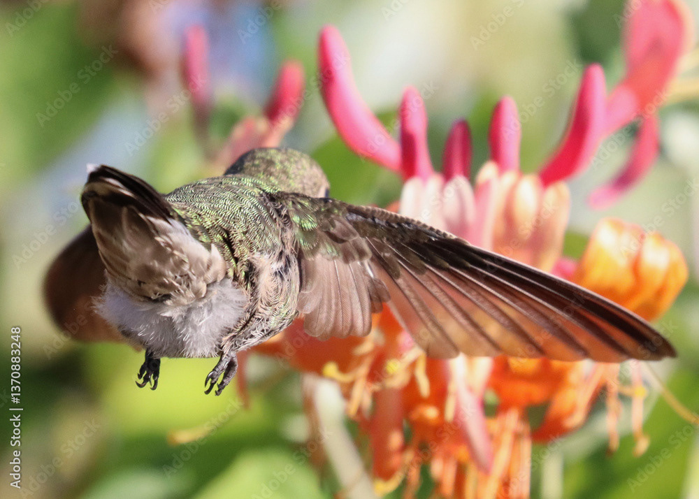 Hummingbird and Honeysuckle, Tail View