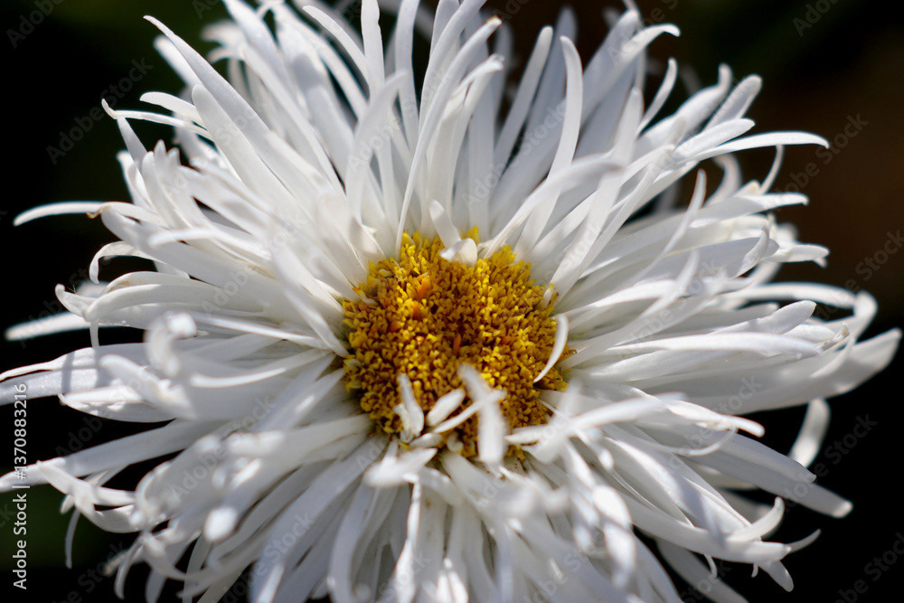 Daisy