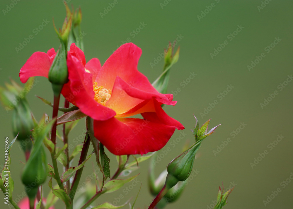 Roses
