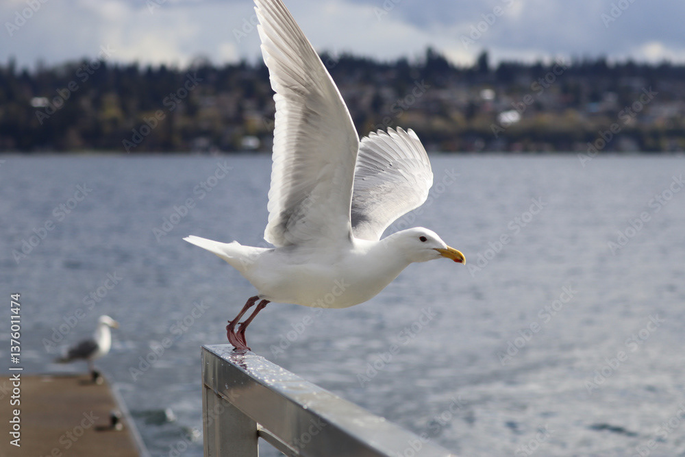 Gull, Taking Off