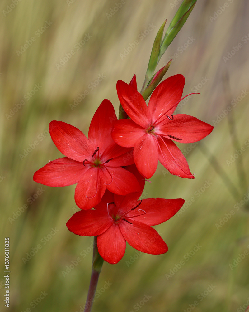 Three Red Flowers