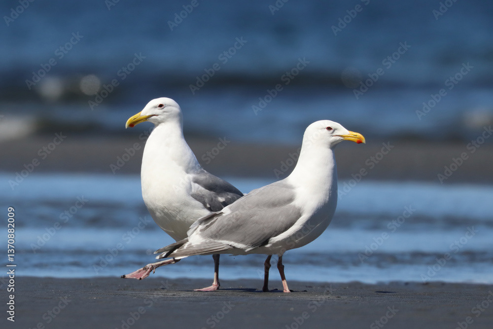 Two Gulls on the Beach