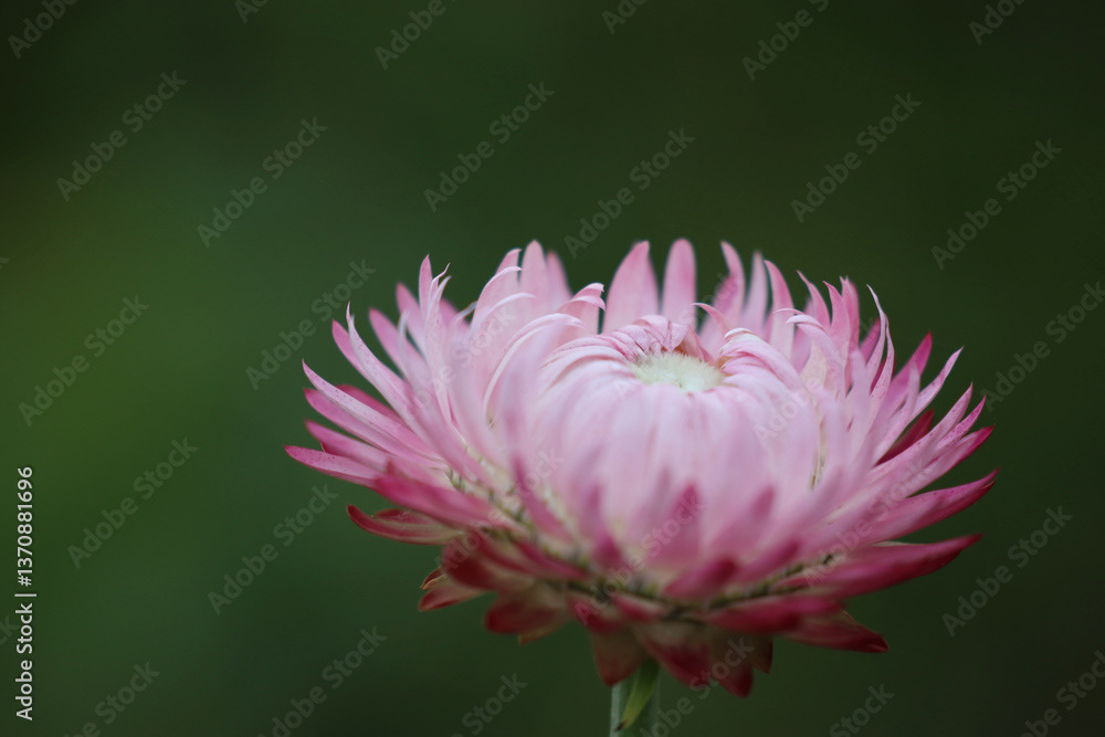 Lawn Daisy