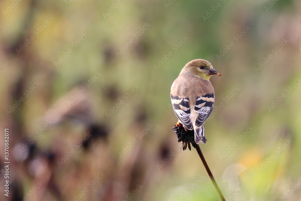 Goldfinch