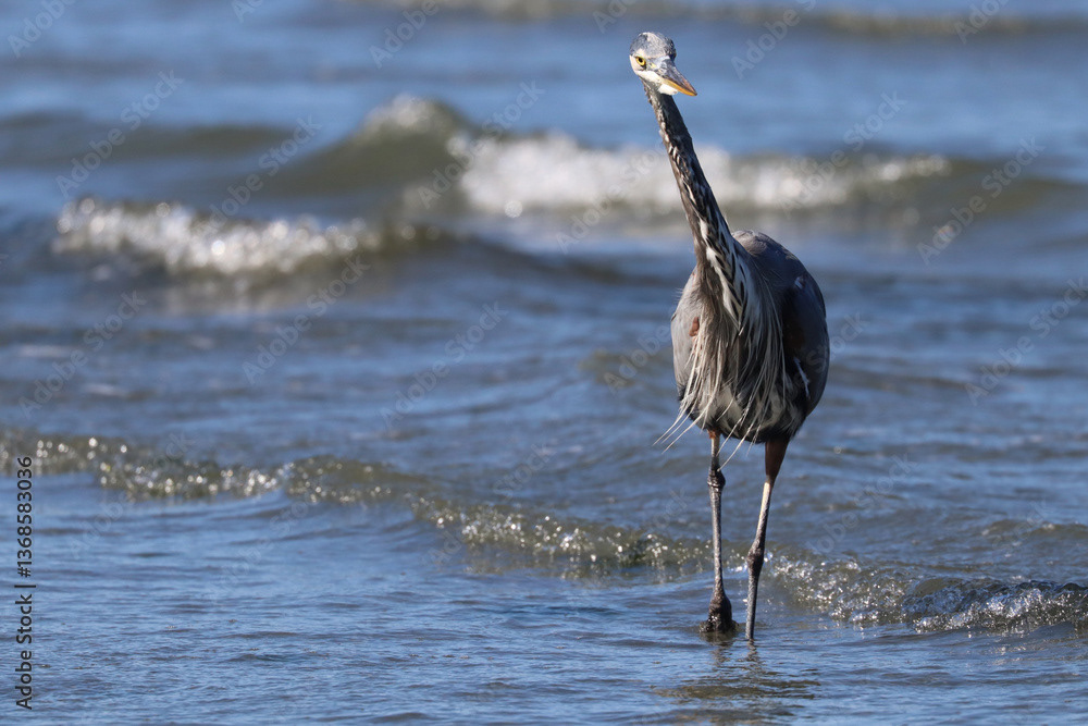 Great Blue Heron, Wading
