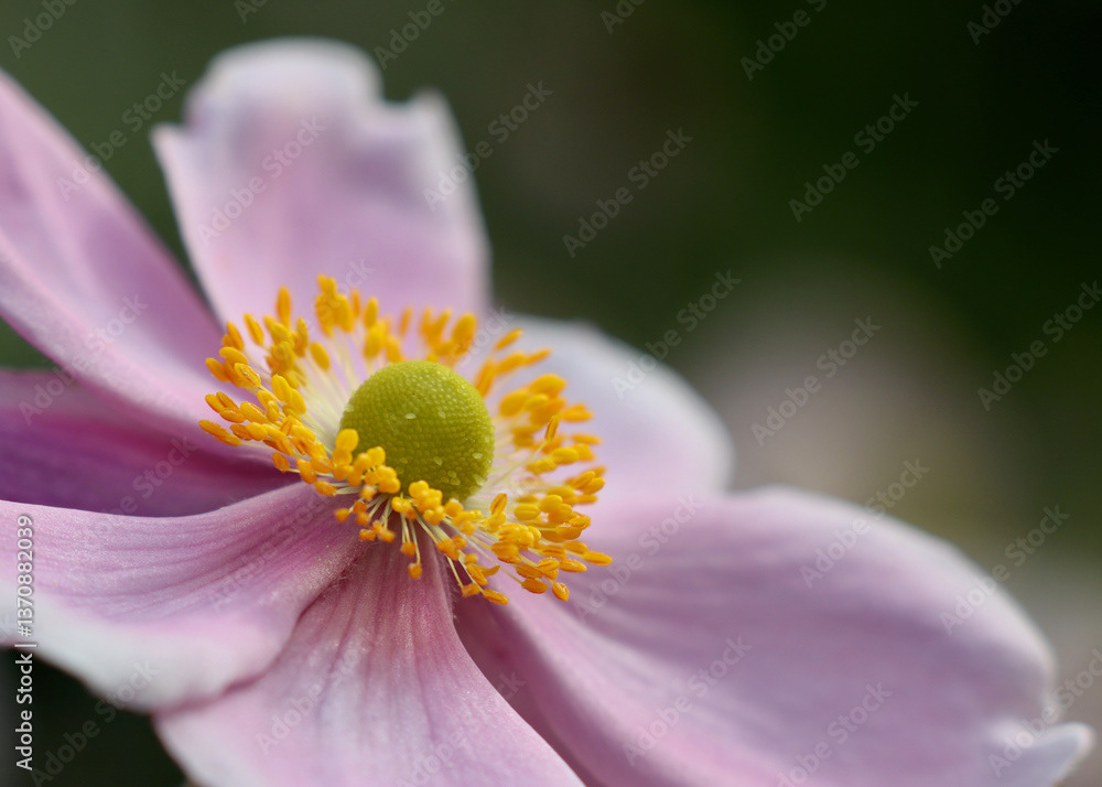 Pink Anemone Flower