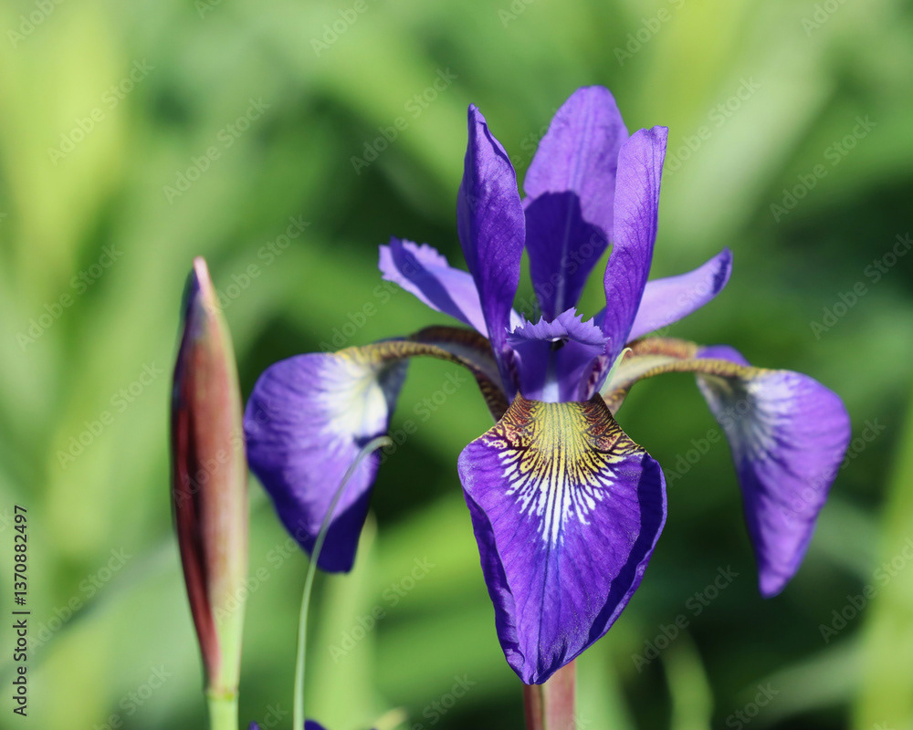 Iris