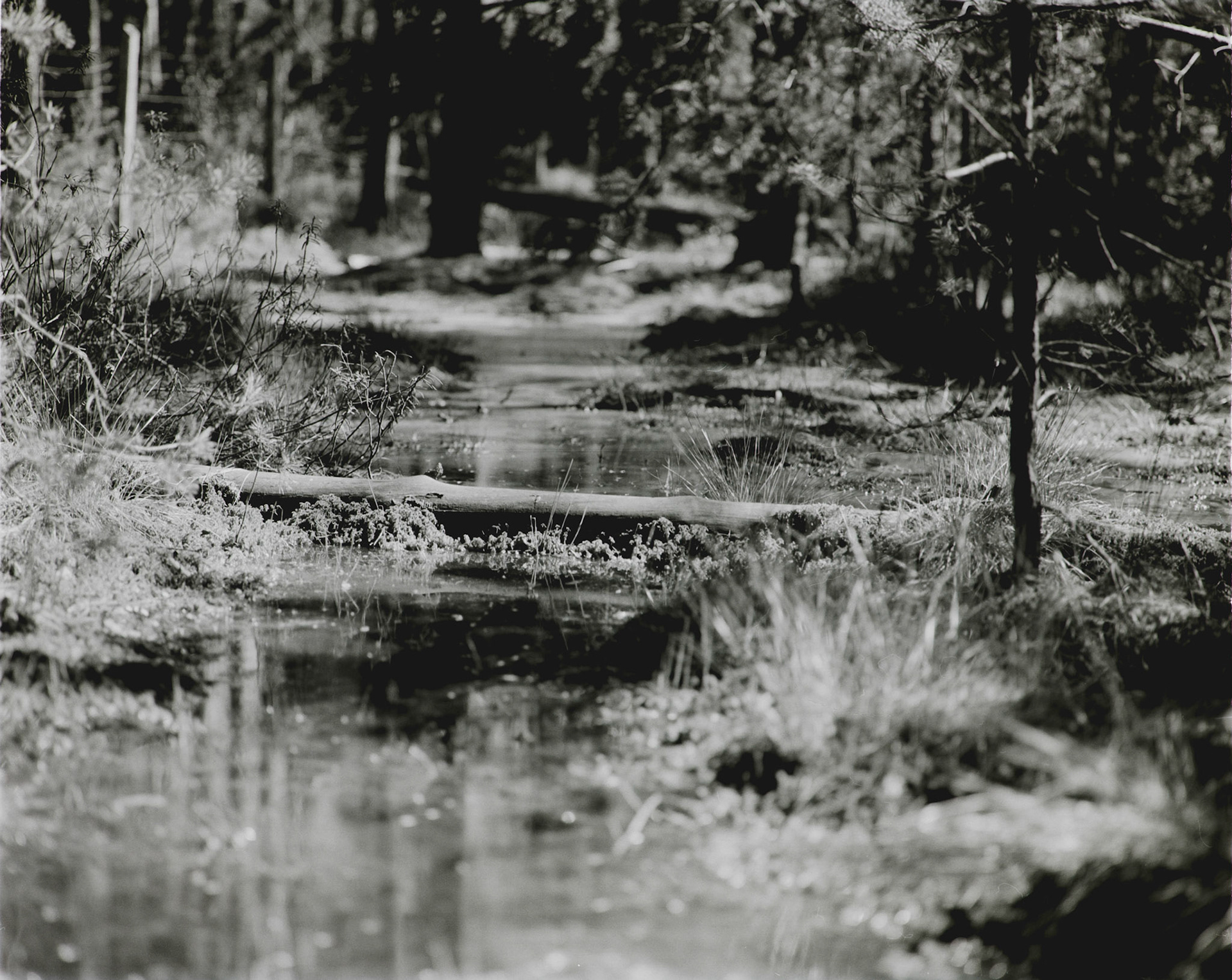 Negative Lab Pro v2.4.2 | Color Model: B+W | Pre-Sat: 3 | Tone Profile: LAB - Standard | WB: Auto-Neutral | LUT: Frontier