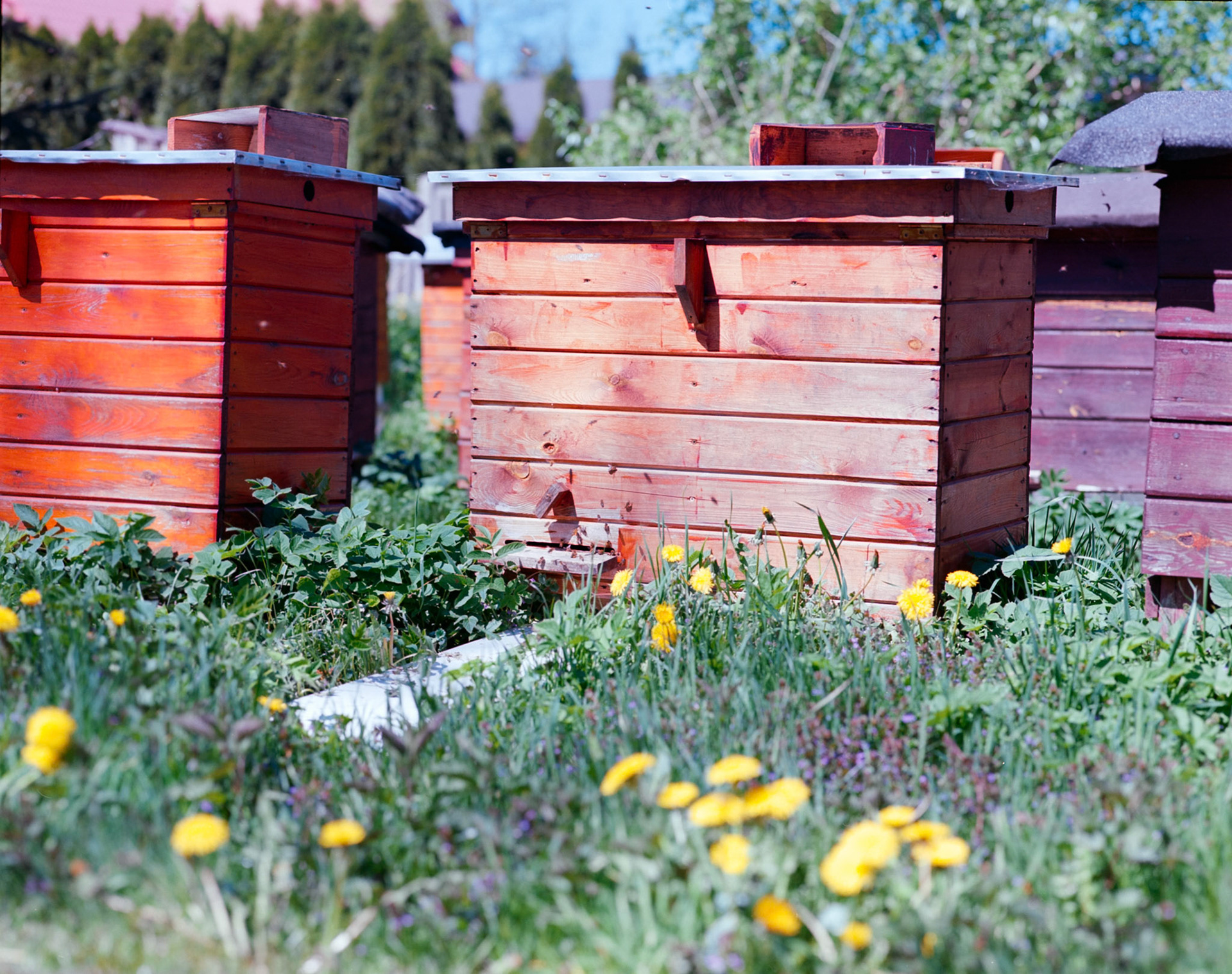 Negative Lab Pro v3.0.2 | Color Model: Frontier | Pre-Sat: 3 | Tone Profile: LAB - Standard | WB: Auto-Neutral | LUT: Frontier