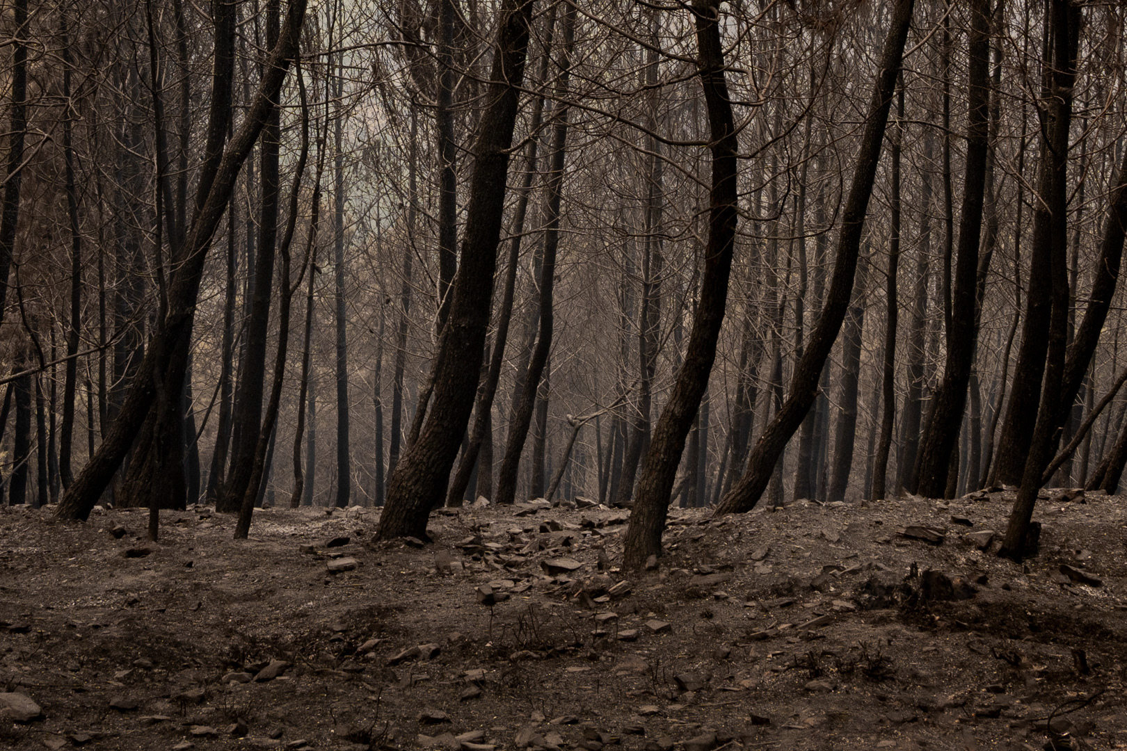 Incêndios florestais em Aigra-a-nova, 17 de agosto de 2025