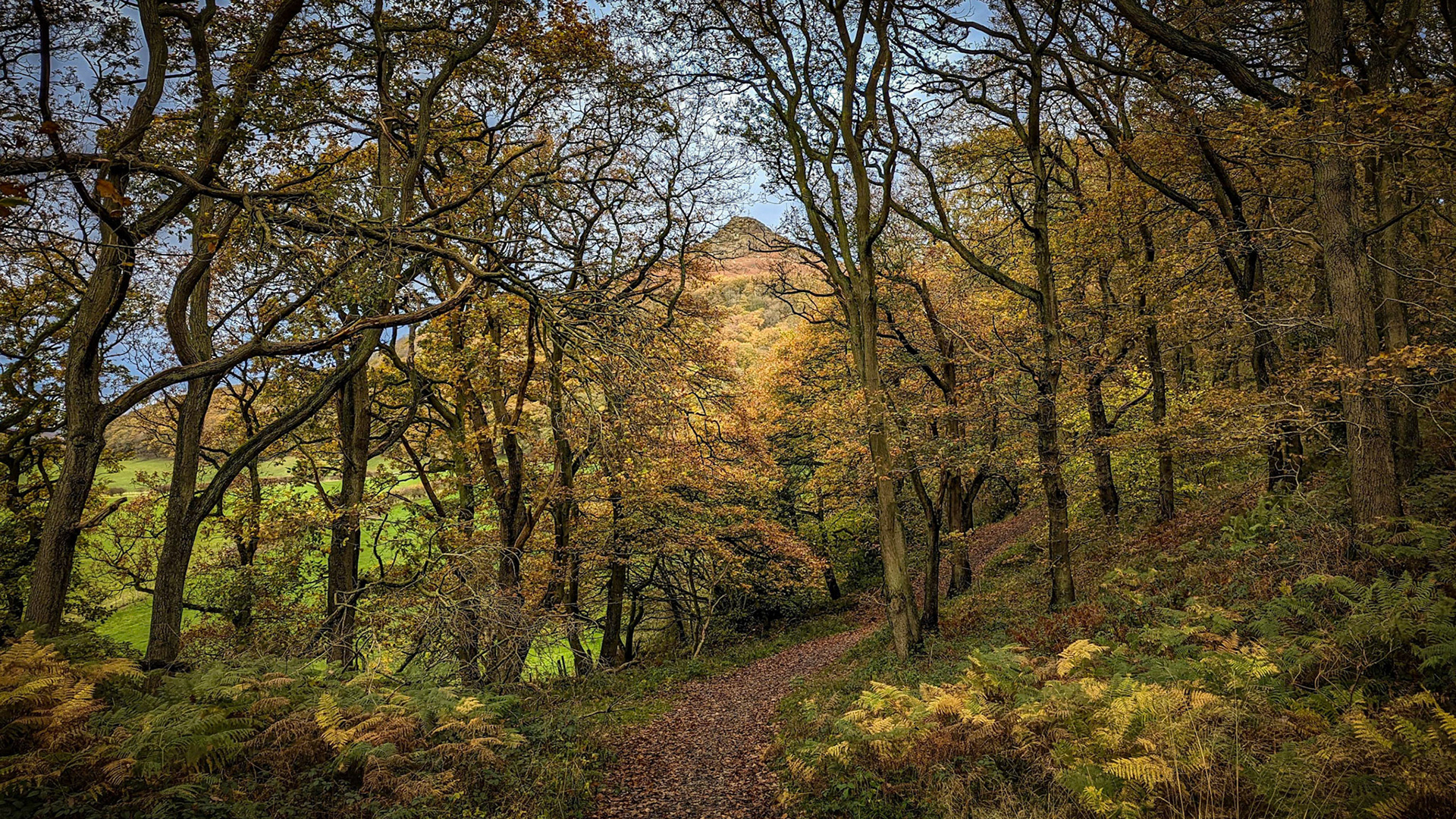 Newton Wood, Roseberry Topping