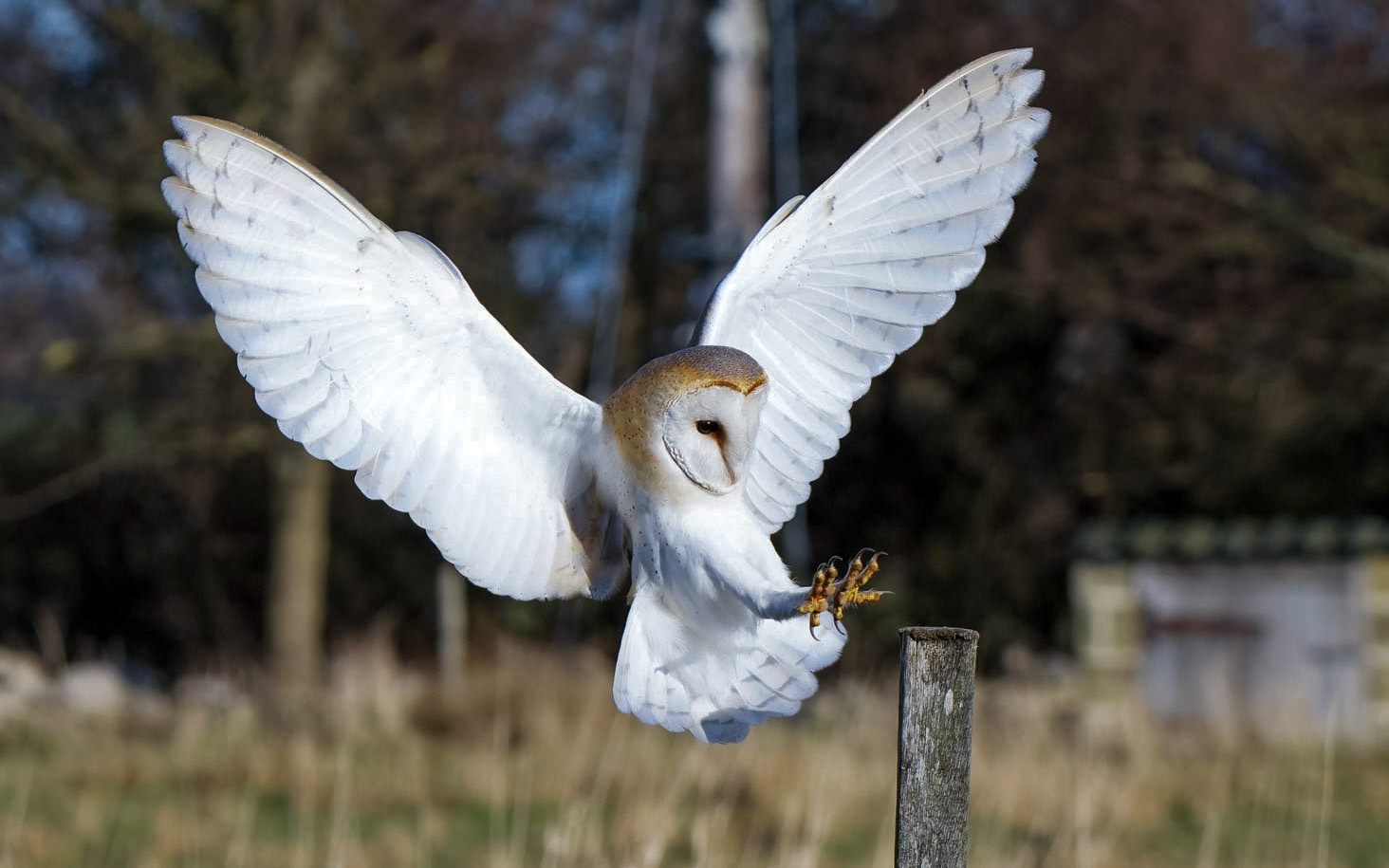 Barn owl landing.