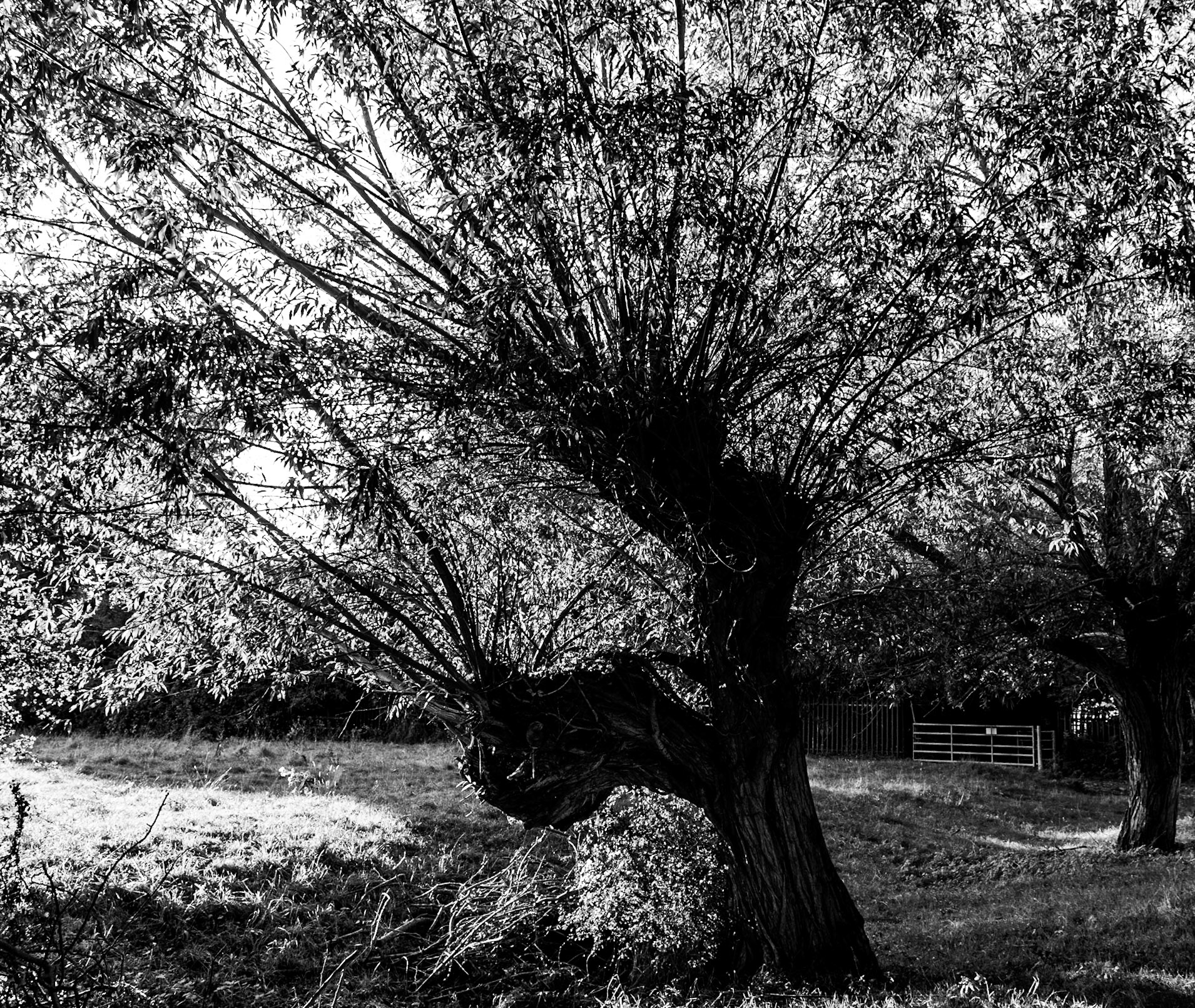 Pollarded trees by the Thames near Cookham