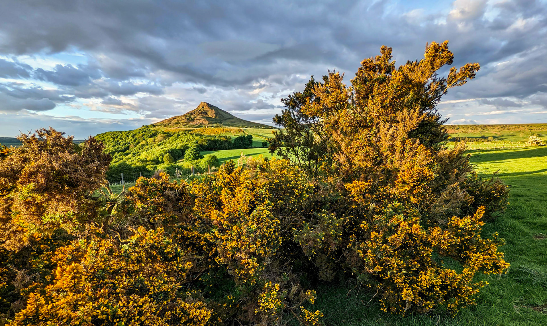 Roseberry Topping and gorse.