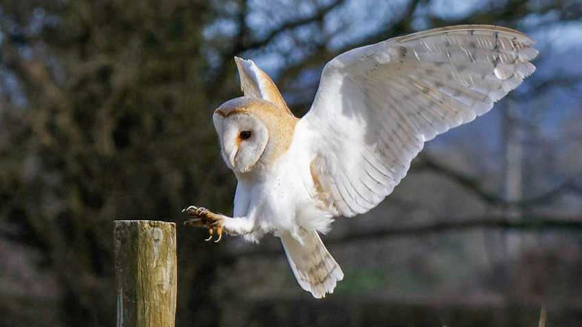 Barn owl