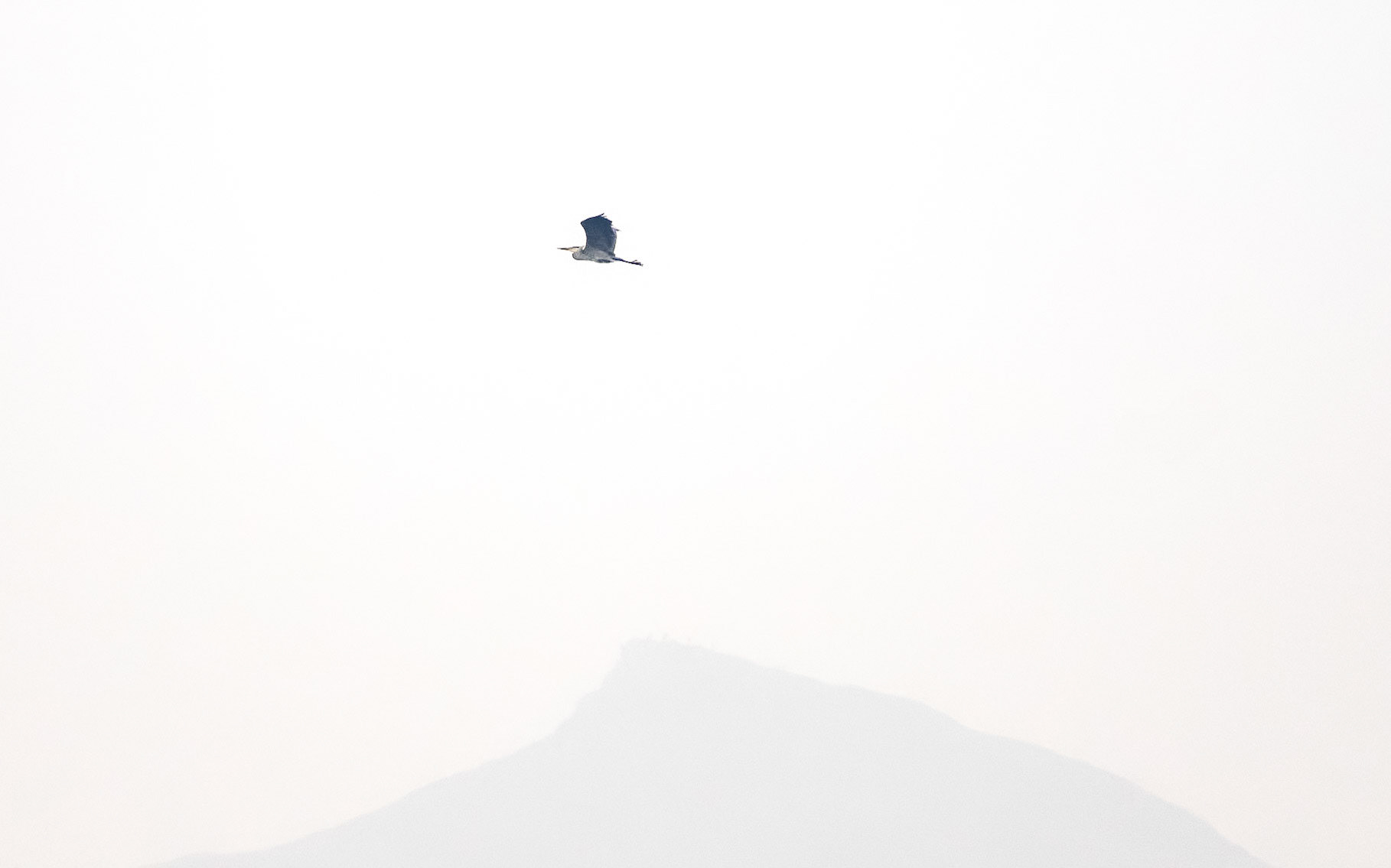 Heron, Roseberry Topping .