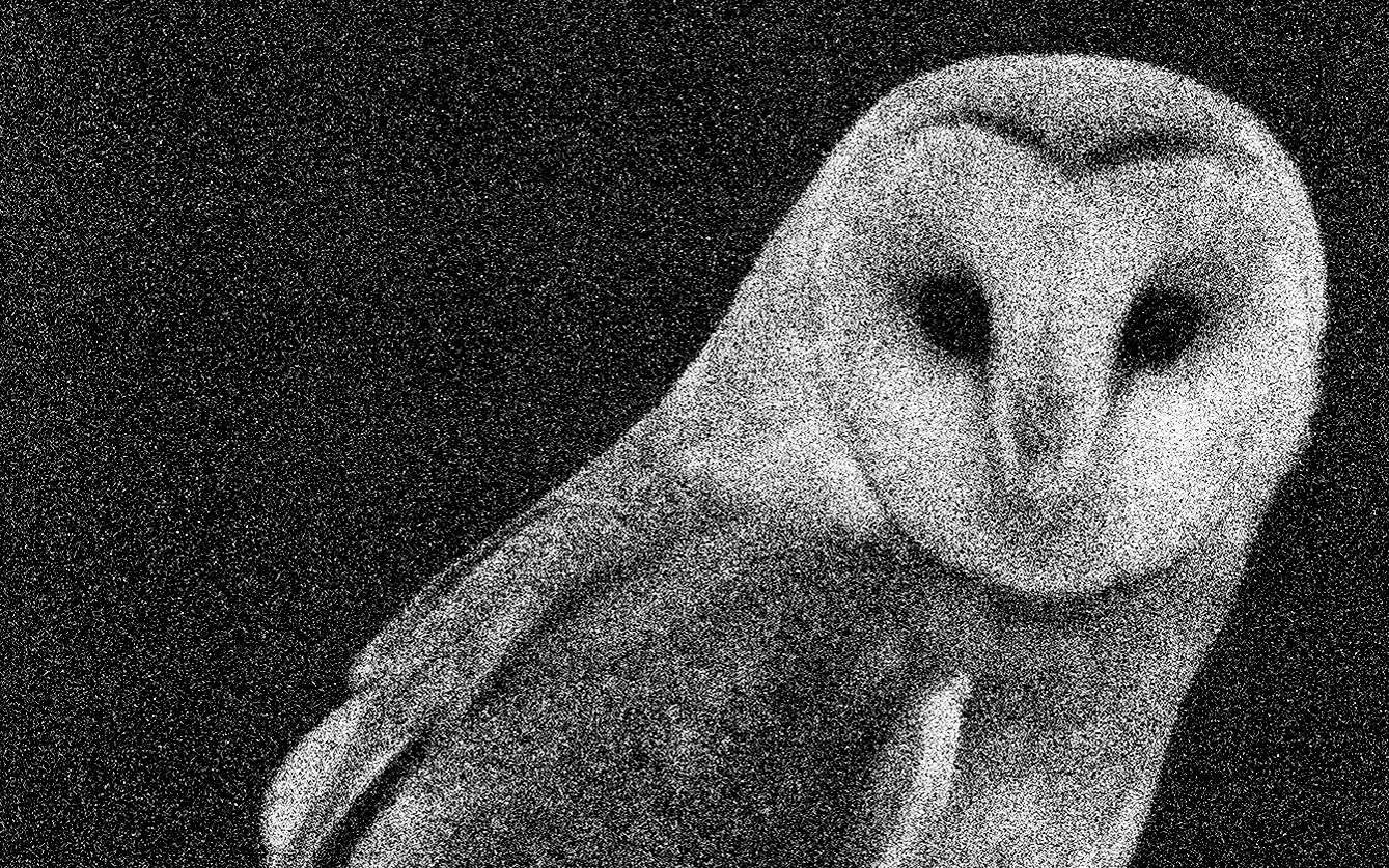 Barn owl