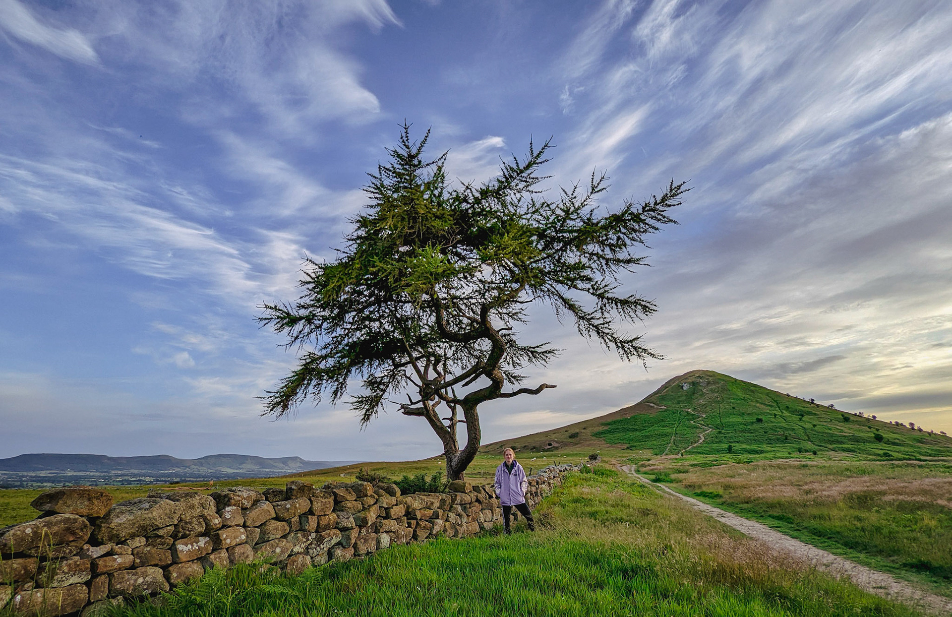 Roseberry Topping, photogenic larch