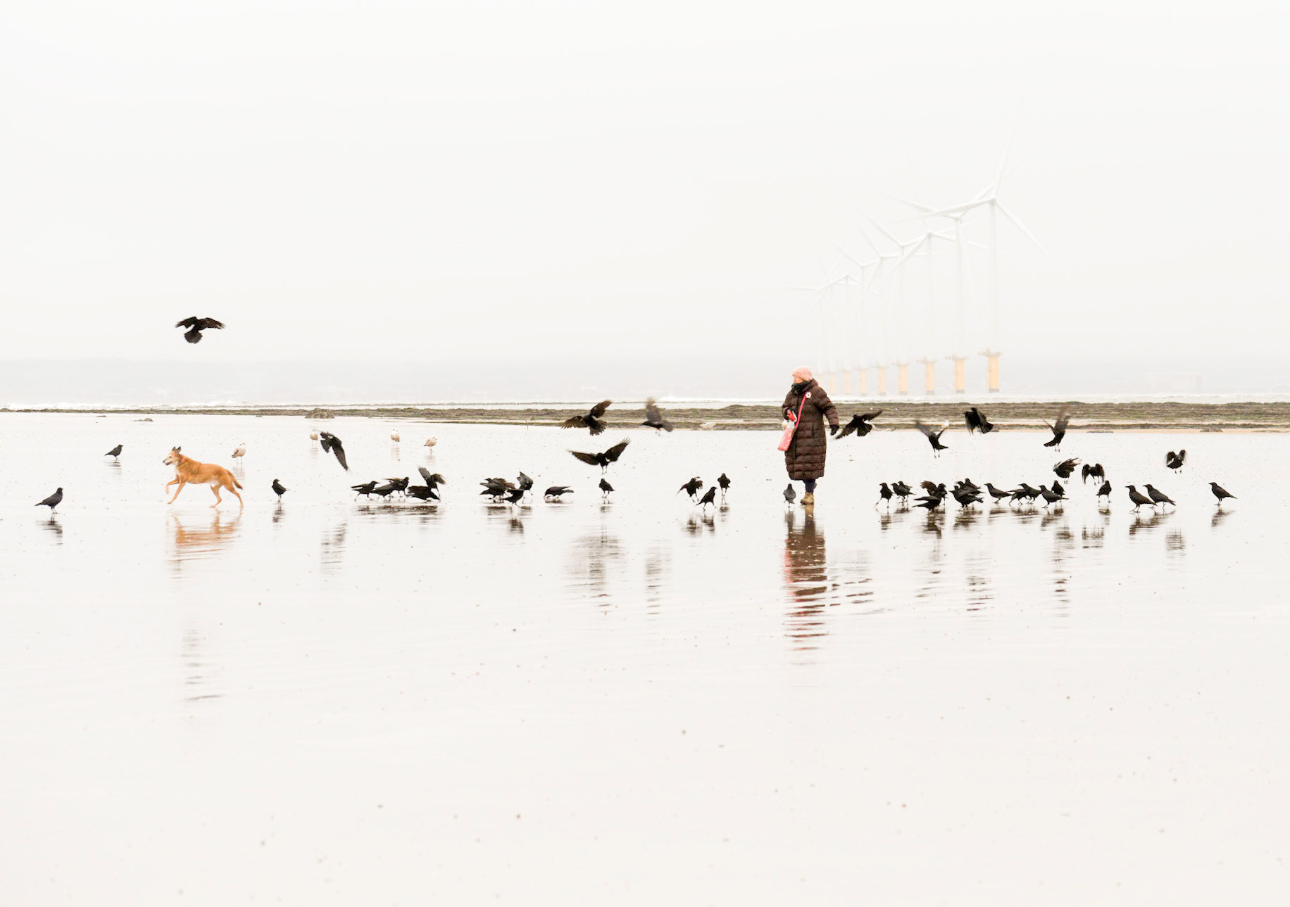 This lady feeds the crows while walking her 16yo blind rescue dog who seemed very happy.