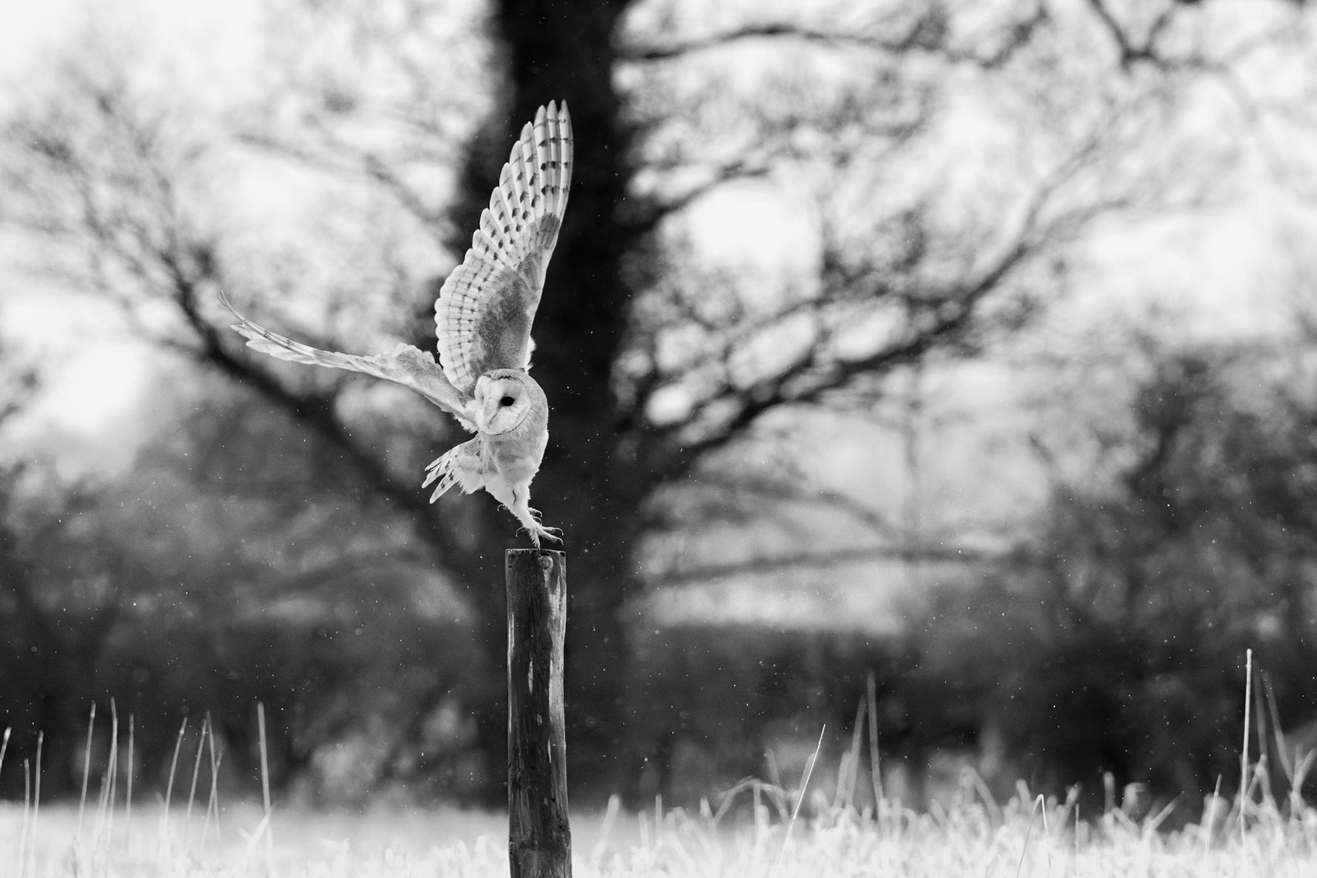 Wet barn owl taking off.
