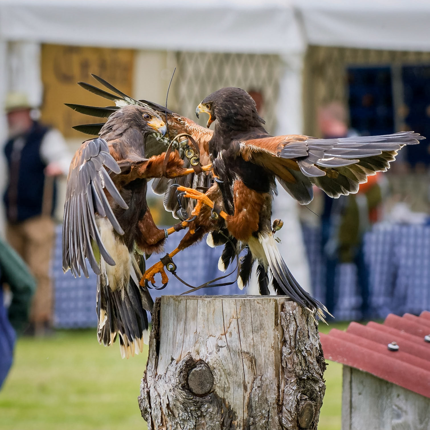 Harris hawk brothers squabbling over a perch at Helmsley.