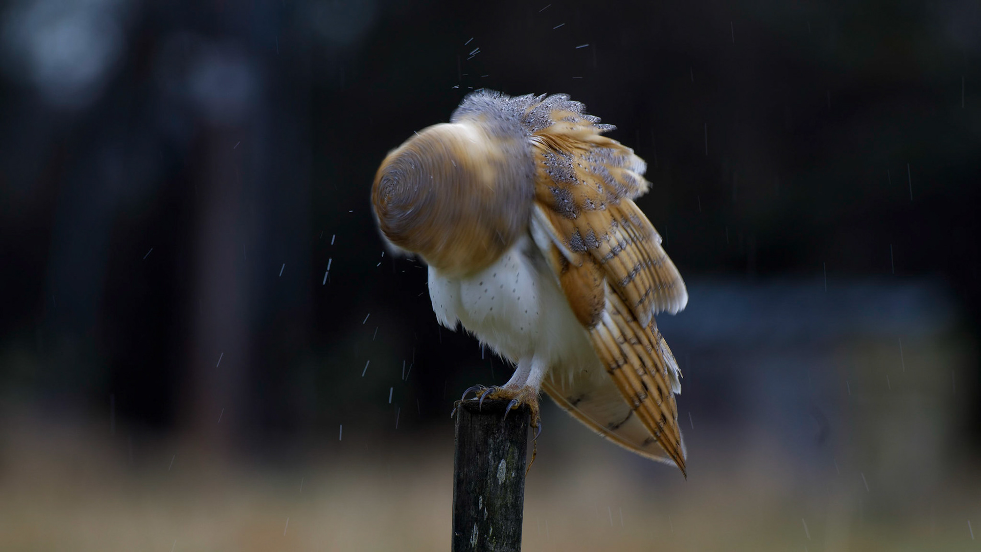 Barn owl shaking off rain