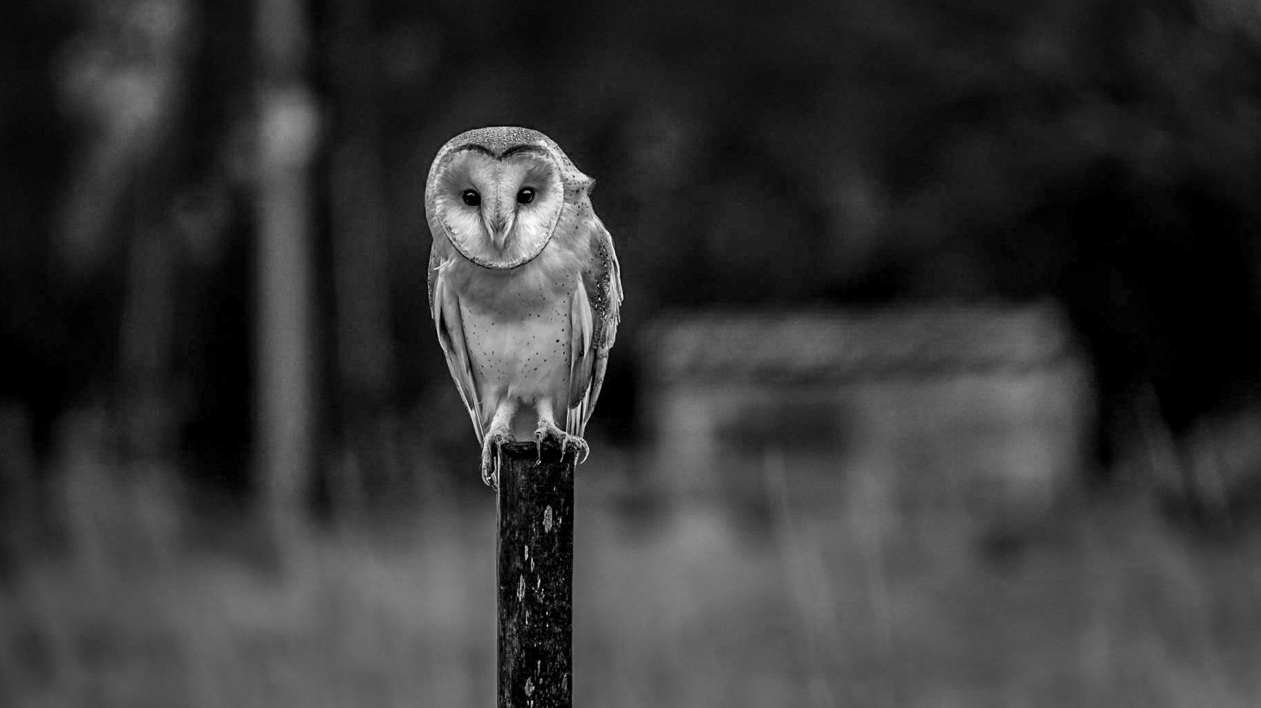 Barn owl giving me the eye