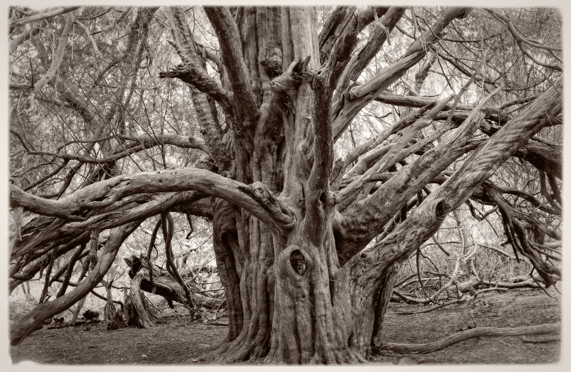 Ancient yew