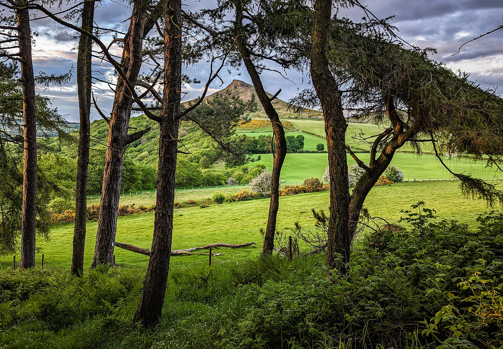 Roseberry Topping and gorse.