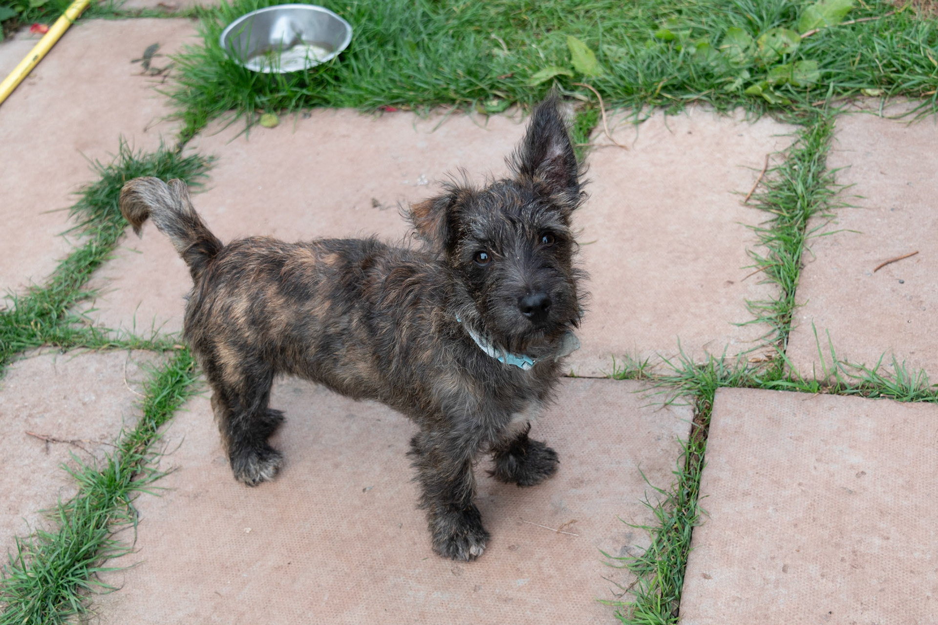 My companion at The Old Church, Hopton Cangeford.