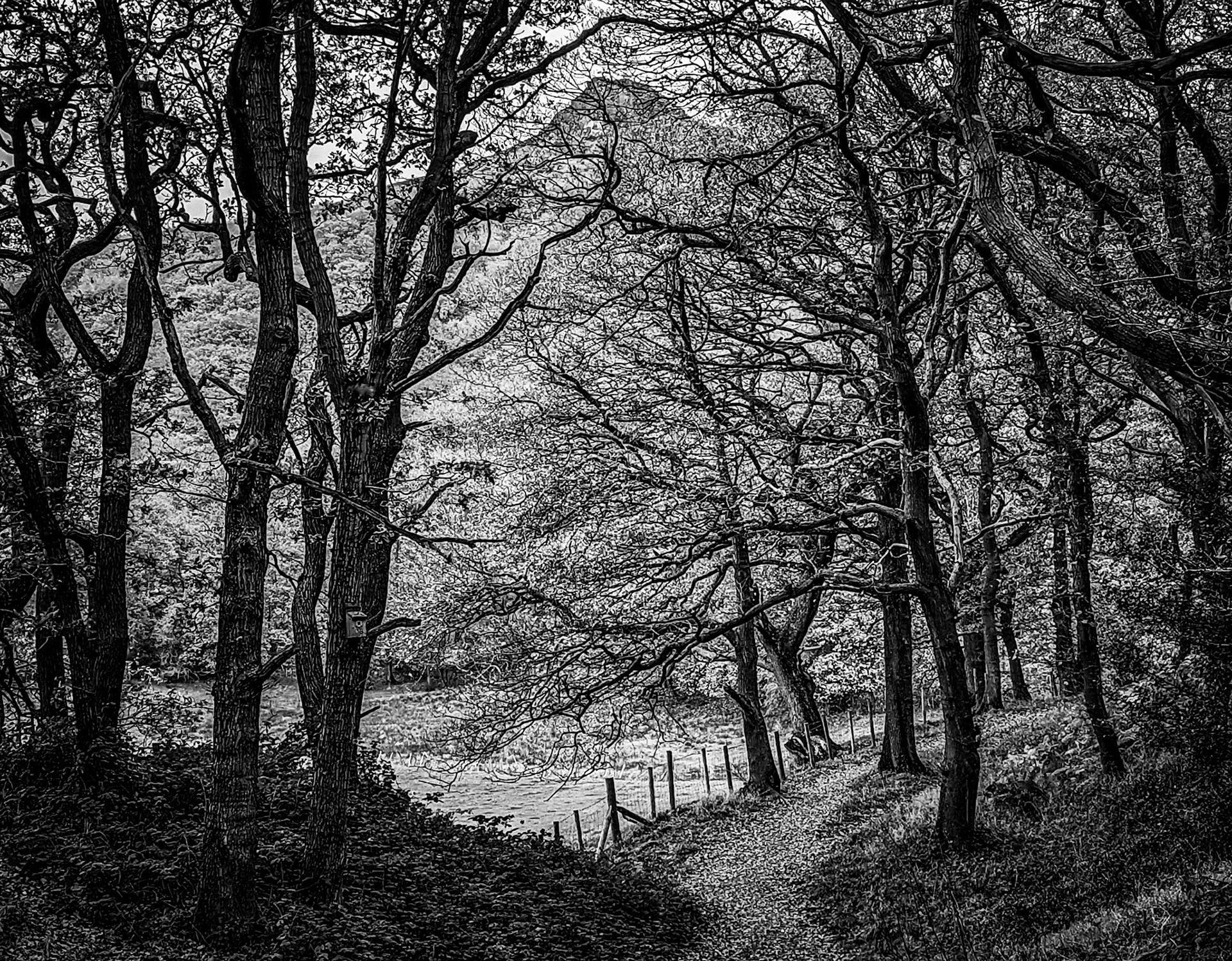Newton Wood, Roseberry Topping