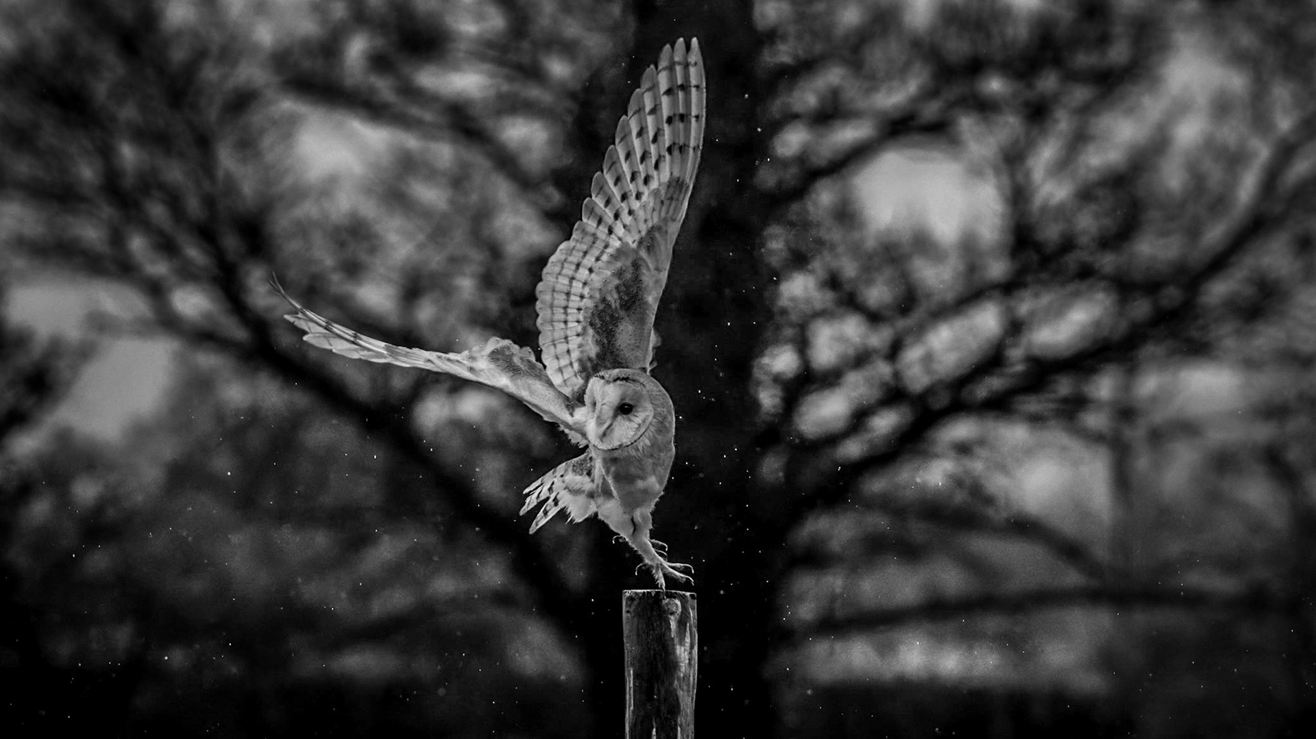 Barn owl taking off in the rain