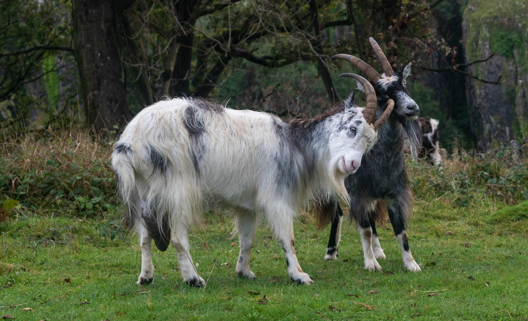 Above Cheddar Gorge, Somerset