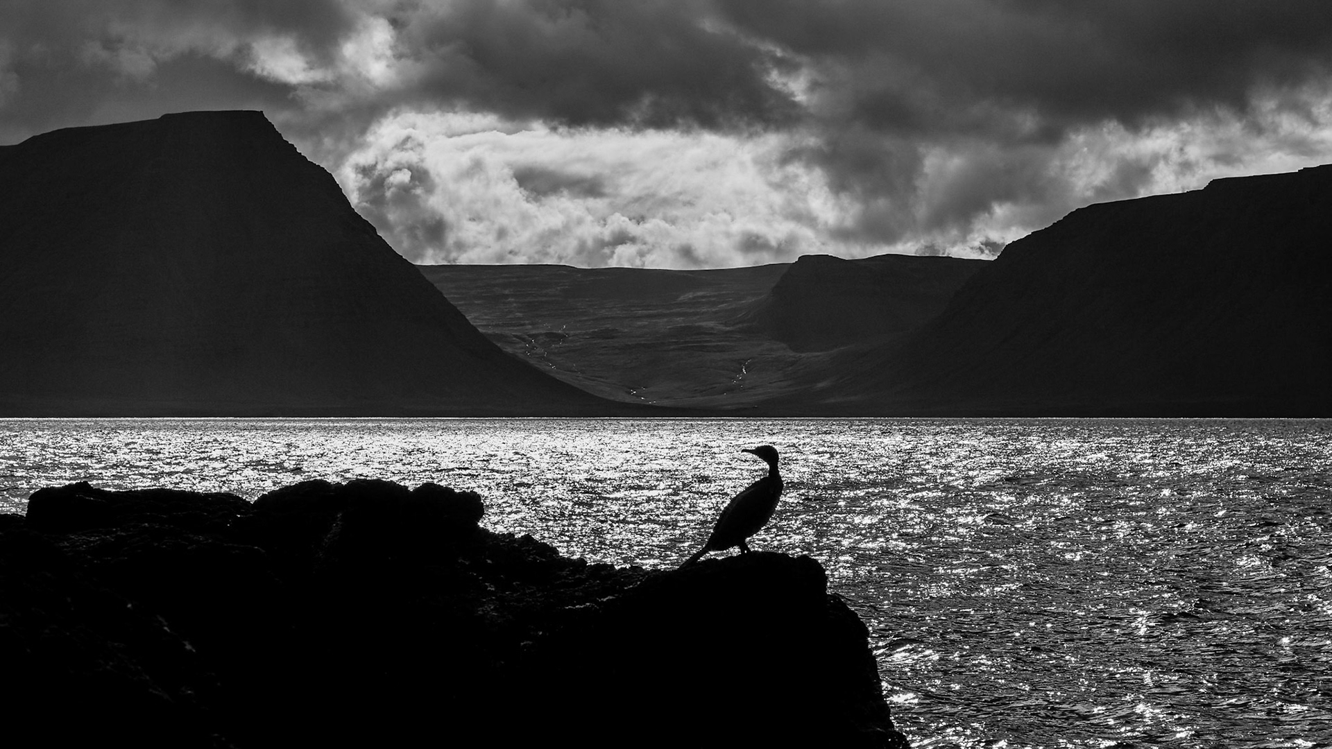 Cormorant, Westfjords, Iceland