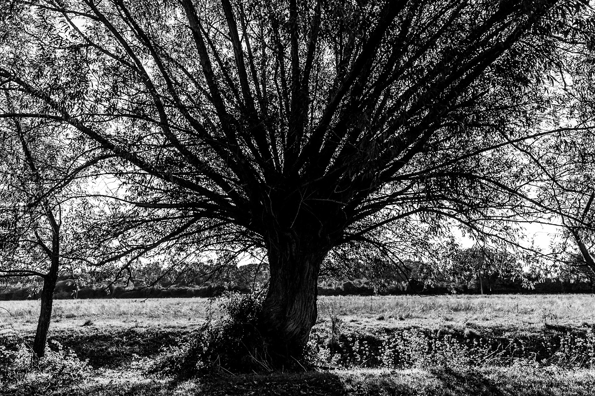 Pollarded trees by the Thames near Cookham