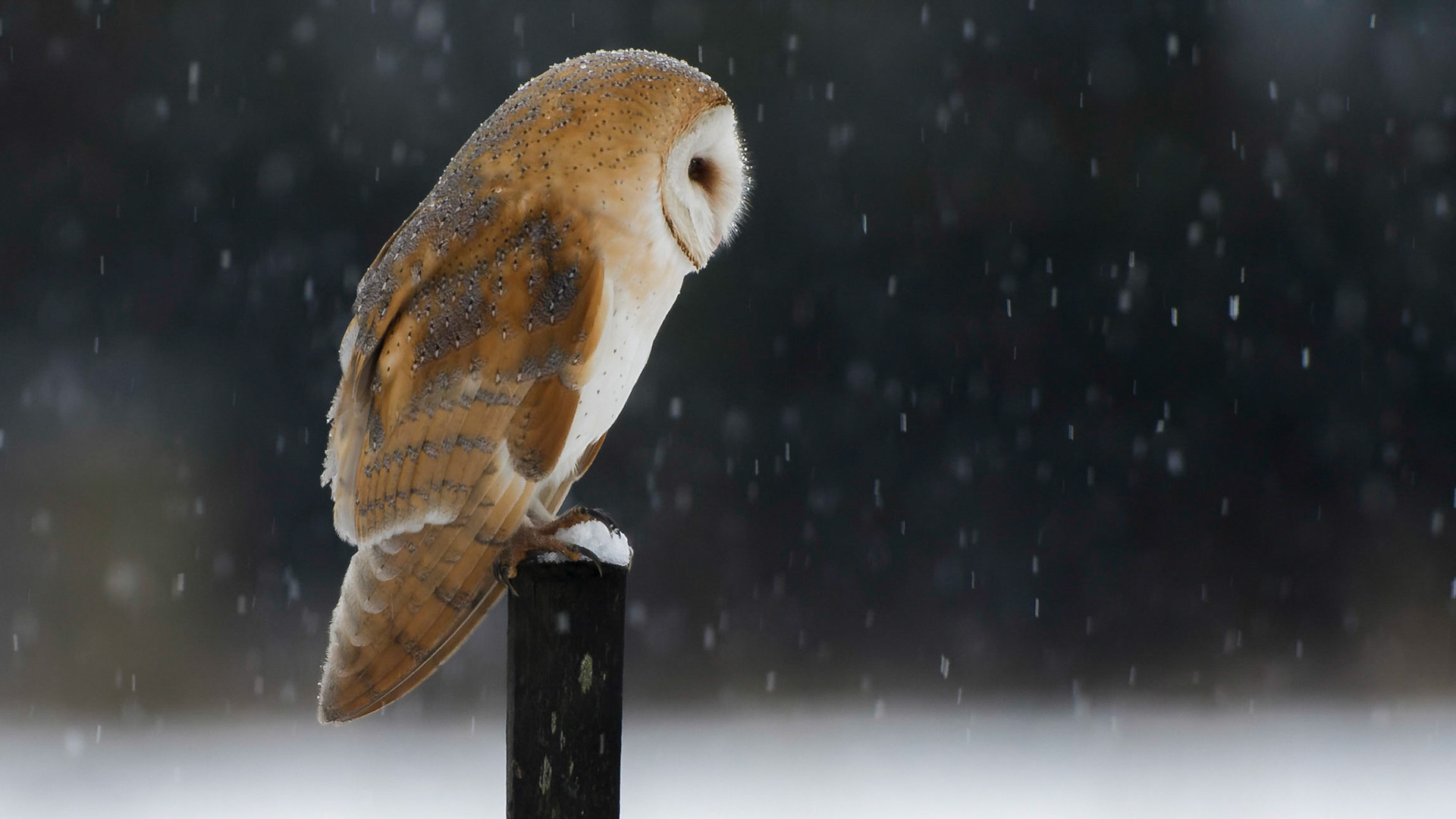 Barn owl in snow