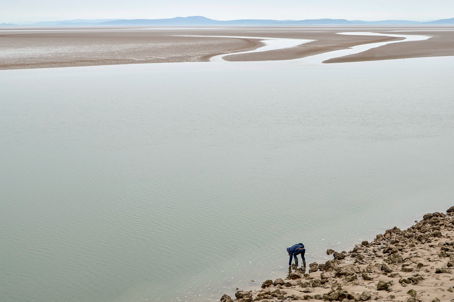 Collecting shellfish in Morecambe Bay