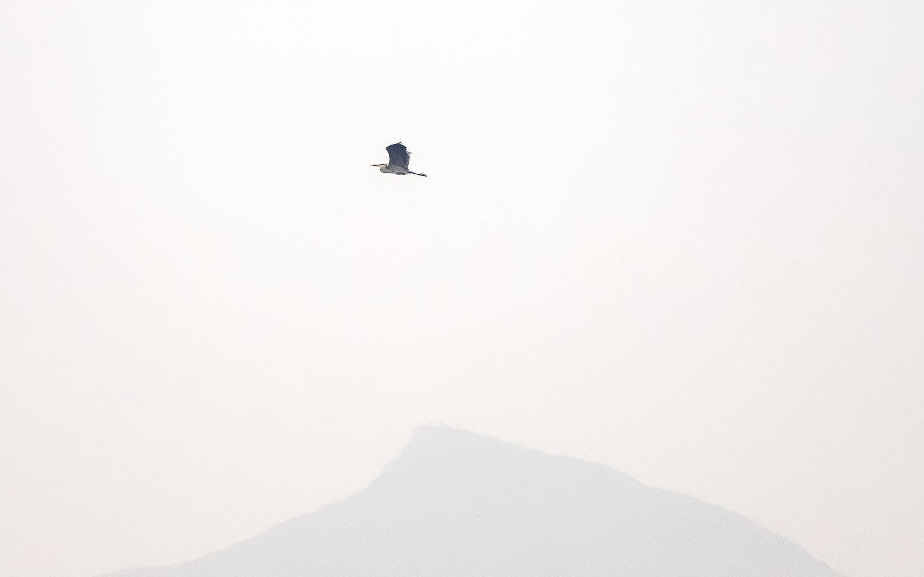 Late heron over Roseberry Topping